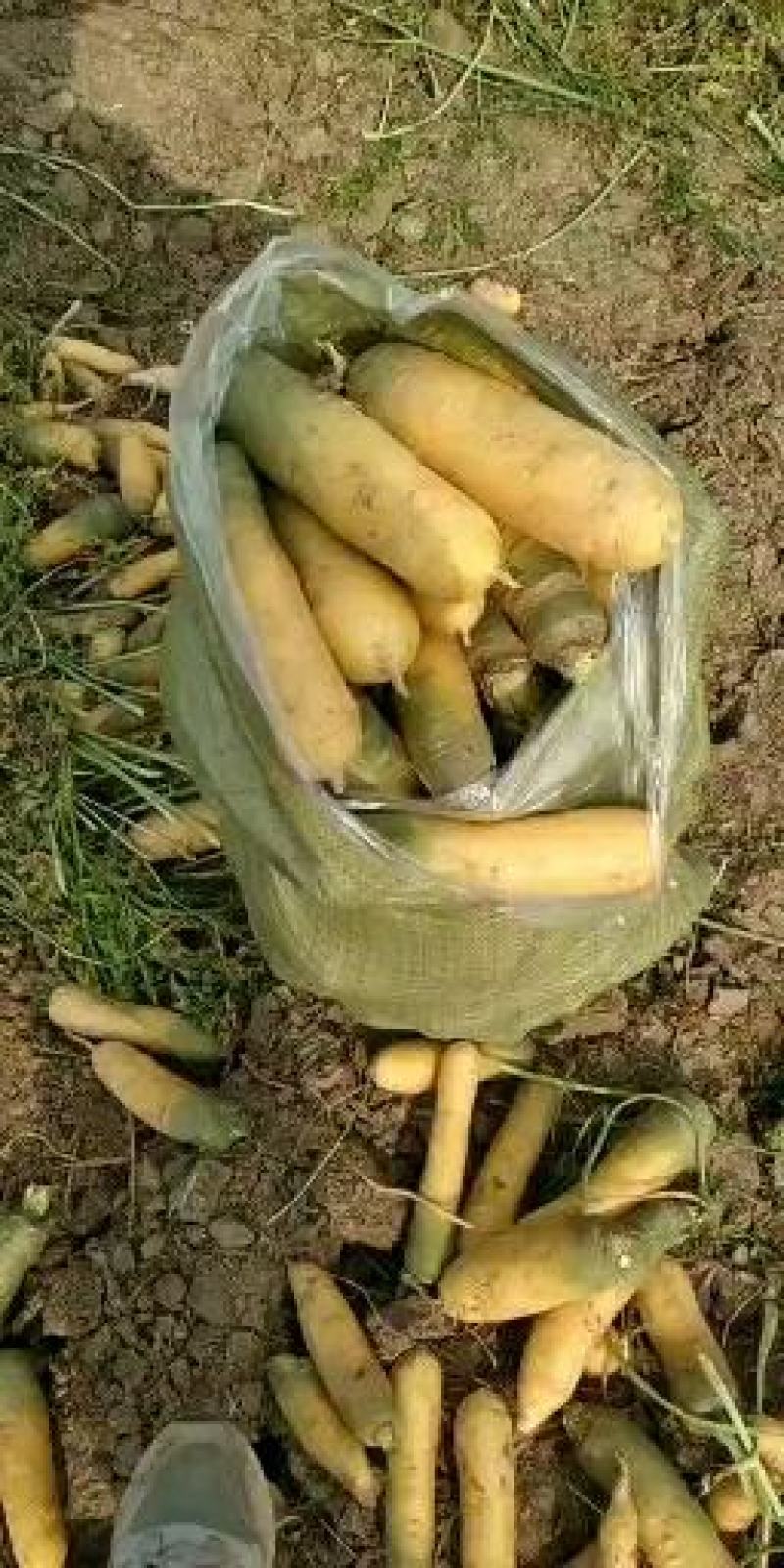 夏县特产新鲜胡萝卜，
