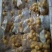 沂蒙山有机板栗栗米，栗仁，仁大量供应，对接电商微商商超