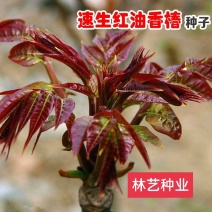 香椿种子树上蔬菜籽红油香椿芽苗阳台庭院盆栽四季播易种速生