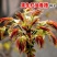 香椿种子树上蔬菜籽红油香椿芽苗阳台庭院盆栽四季播易种速生