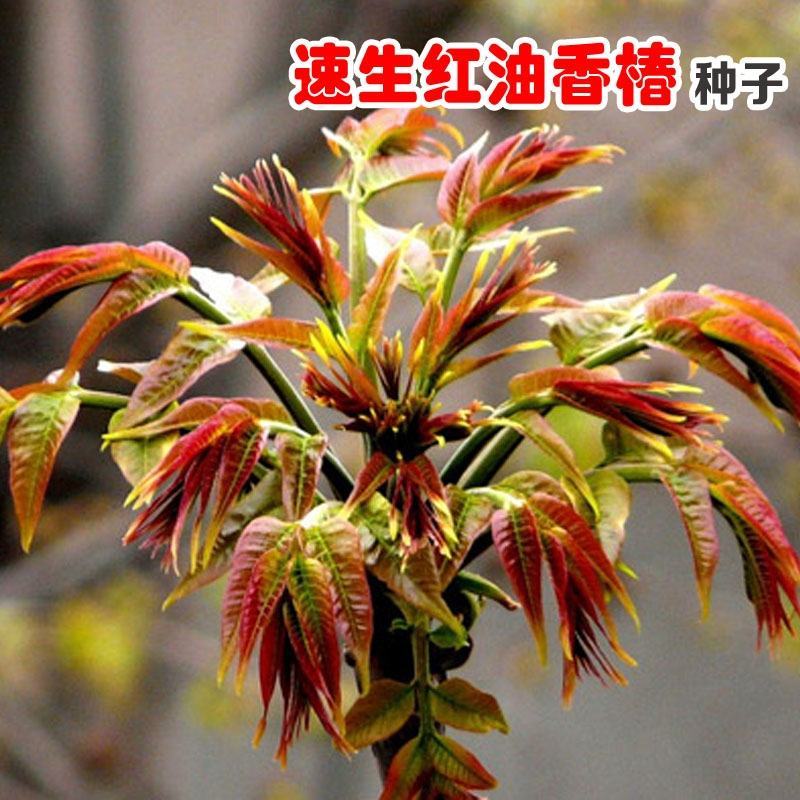 香椿种子树上蔬菜籽红油香椿芽苗阳台庭院盆栽四季播易种速生