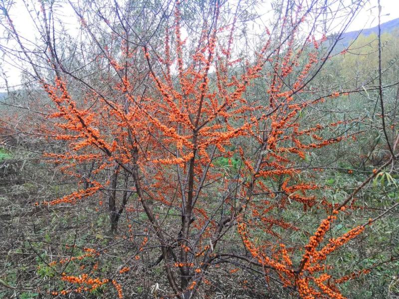 黑龙江桦南大明义沙棘种植专业合作社深秋红大果沙棘开始采摘