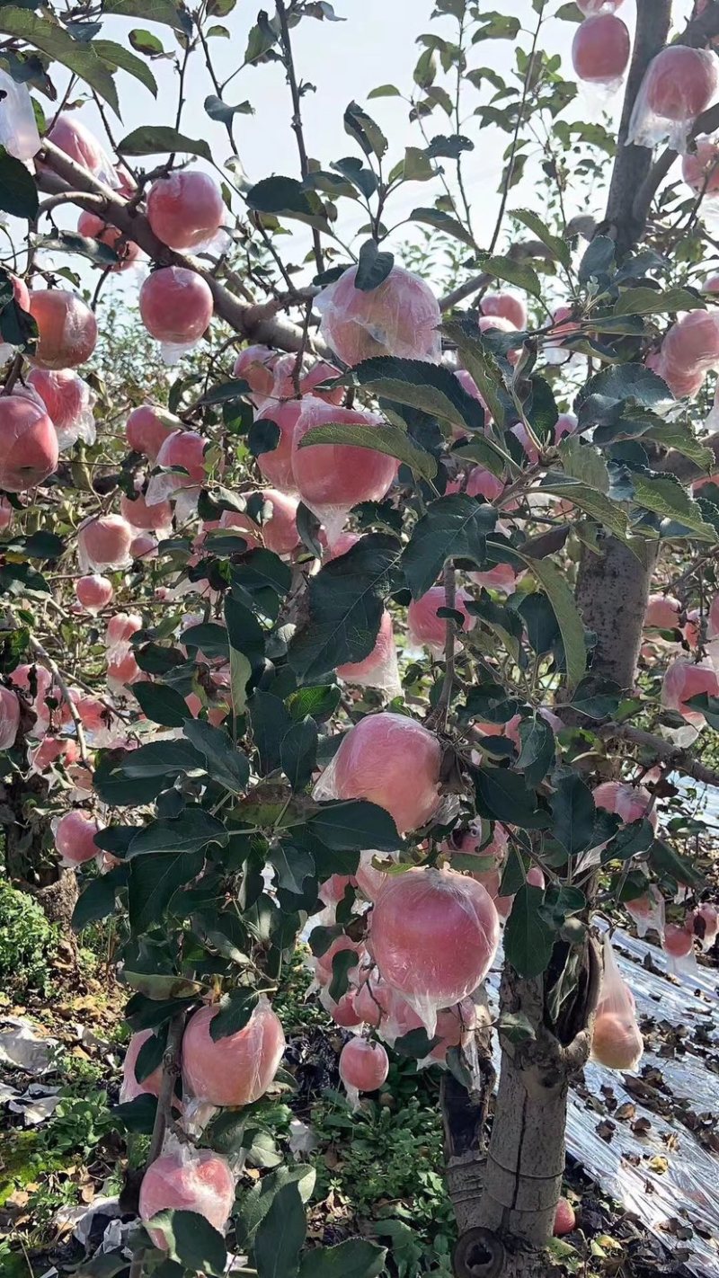 陕西脆甜红富士苹果产地直供，欢迎全国客商前来采购。