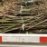 木姜子苗出售各种规格价格便宜量大从优