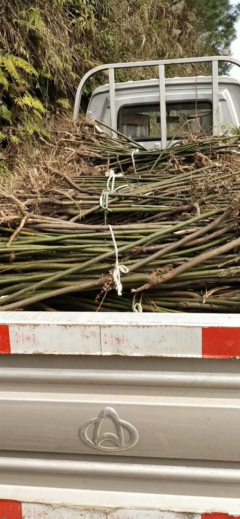 木姜子苗出售各种规格价格便宜量大从优
