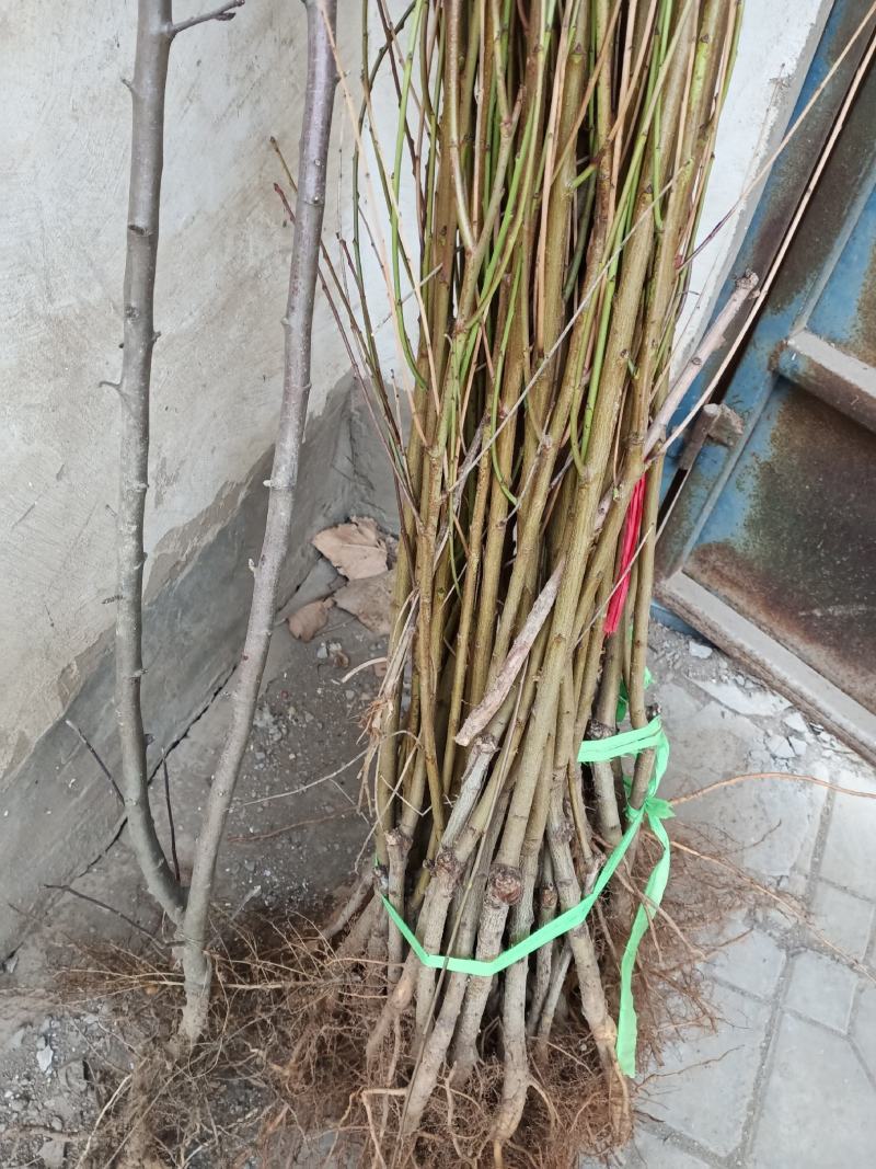 黄金蜜桃树苗1号2号3号4号，，，，，，，