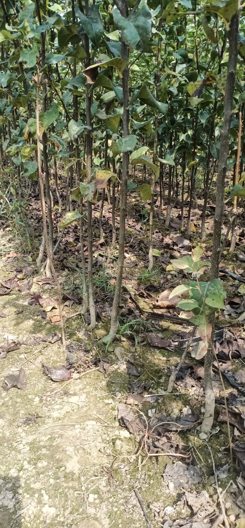 秋月梨树苗0.8~3cm80cm以上