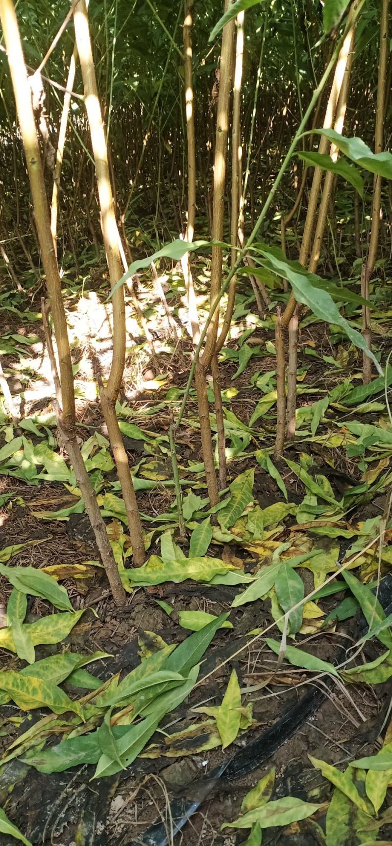 秋月梨树苗0.8~3cm80cm以上