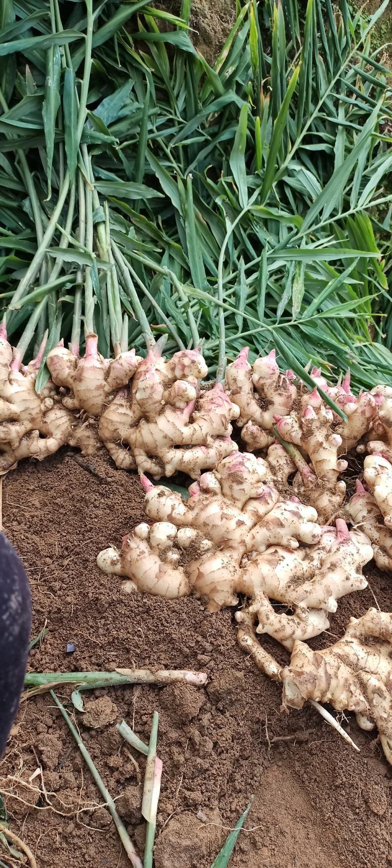大肉姜本地姜生姜老姜姜种