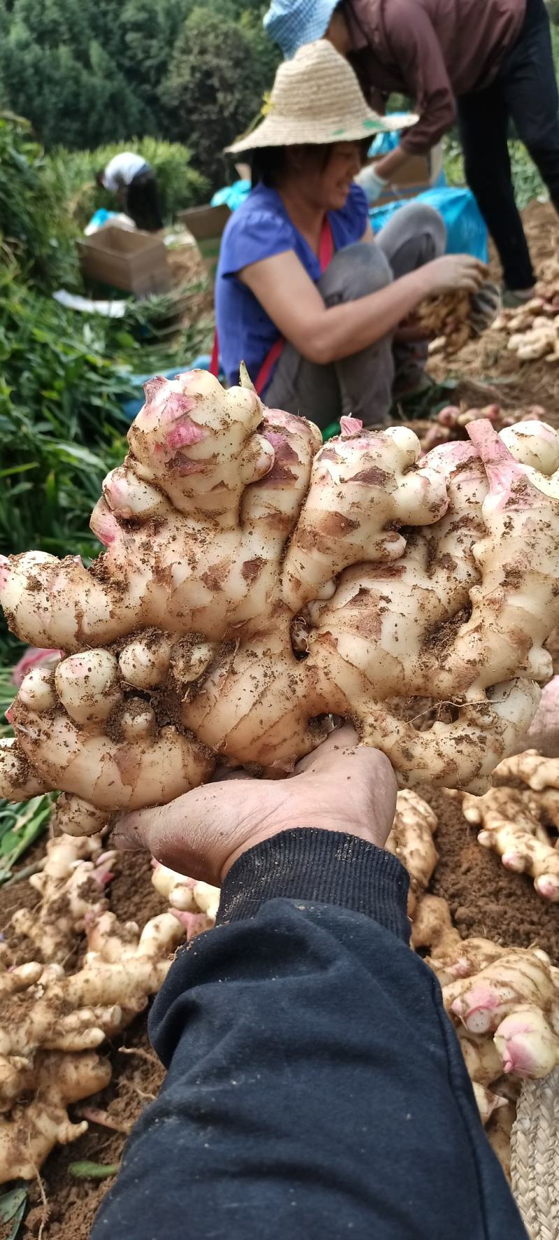 大肉姜生姜本地大肉姜