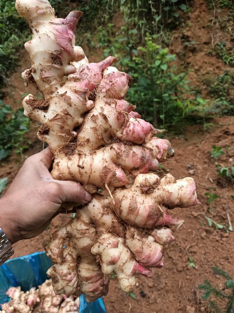 大肉姜生姜本地大肉姜