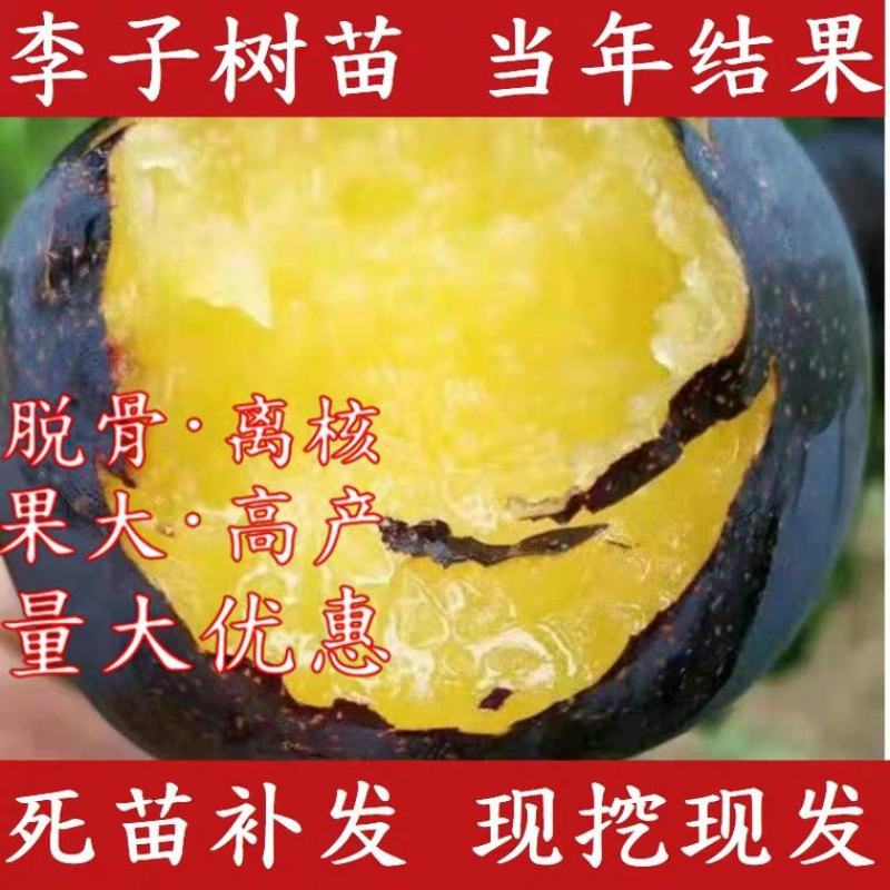 黑巨王李，个头大，脆甜多汁，基地直发，保证品种