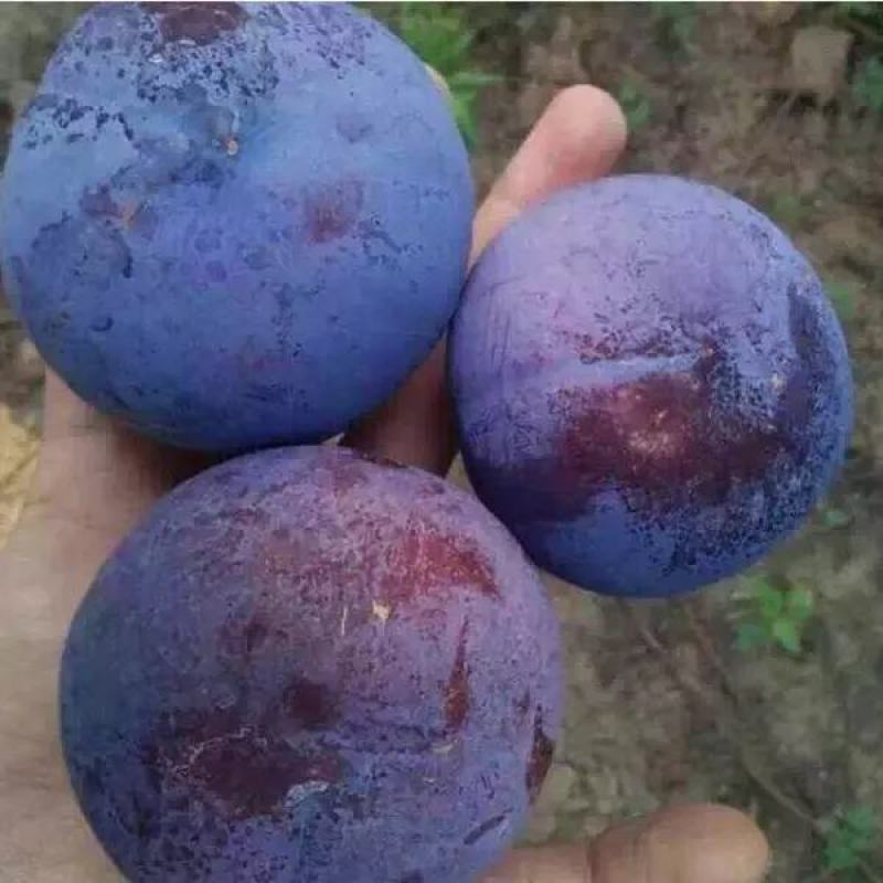 黑巨王李，个头大，脆甜多汁，基地直发，保证品种