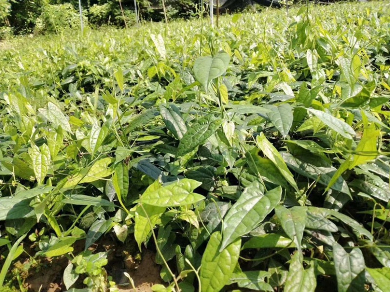 金果榄苗地苦胆苗块茎苗九龙胆九牛胆高含量块茎苗高产