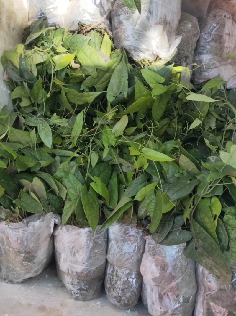 金果榄苗地苦胆苗块茎苗九龙胆九牛胆高含量块茎苗高产