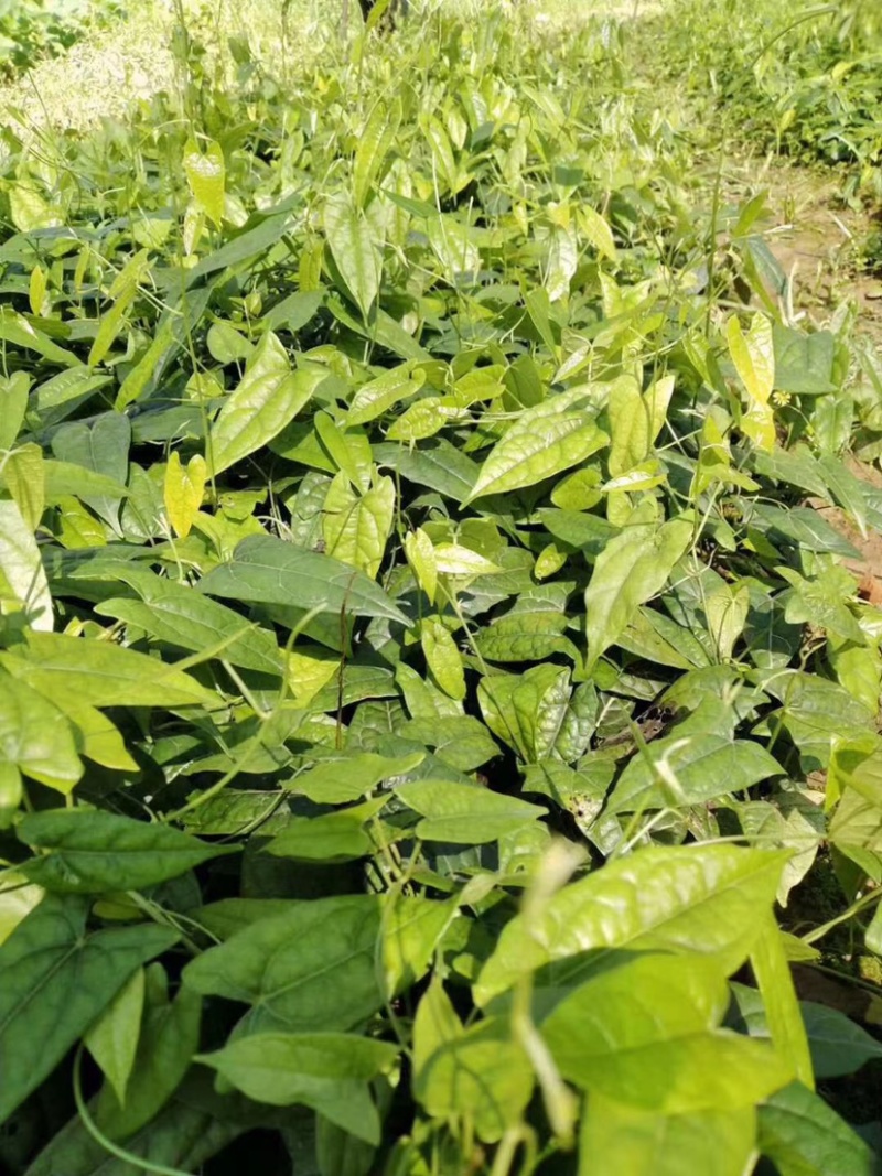 金果榄苗地苦胆苗块茎苗九龙胆九牛胆高含量块茎苗高产