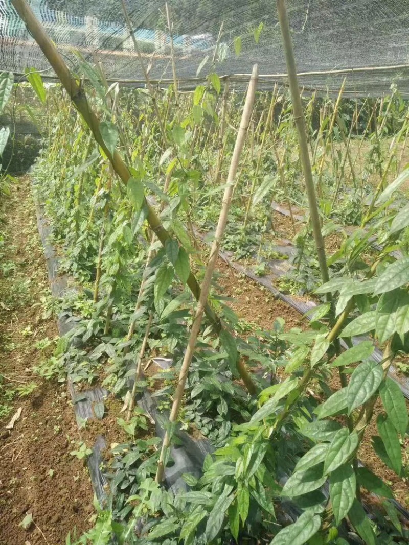 金果榄苗地苦胆苗块茎苗九龙胆九牛胆高含量块茎苗高产