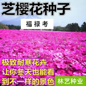 福禄考种子