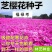 福禄考种子