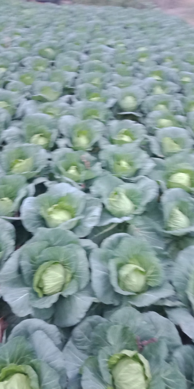 【推荐】甘蓝基地有需要的可以叫我，货源多品质好，可以长期供货