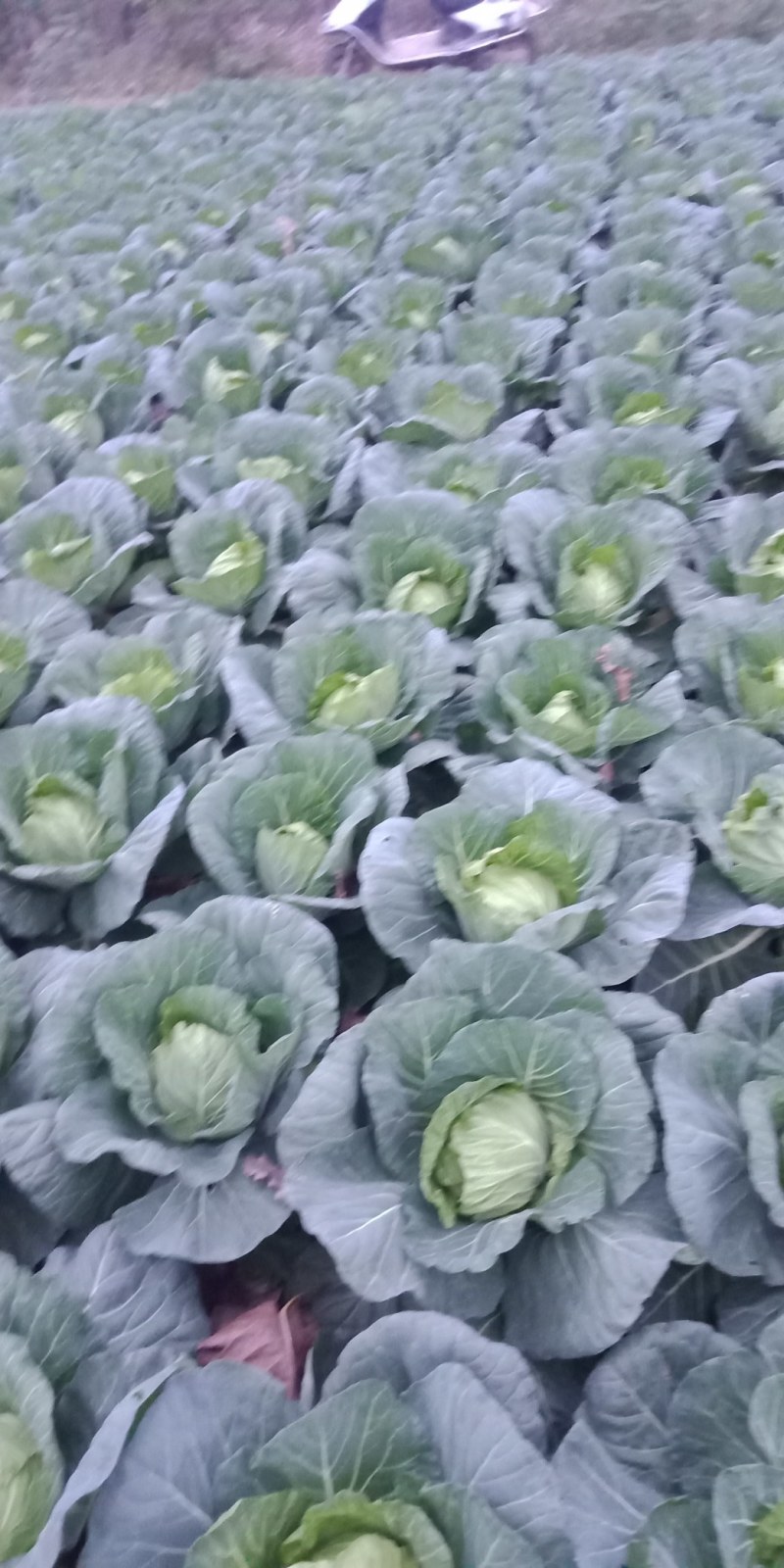 【推荐】甘蓝基地有需要的可以叫我，货源多品质好，可以长期供货