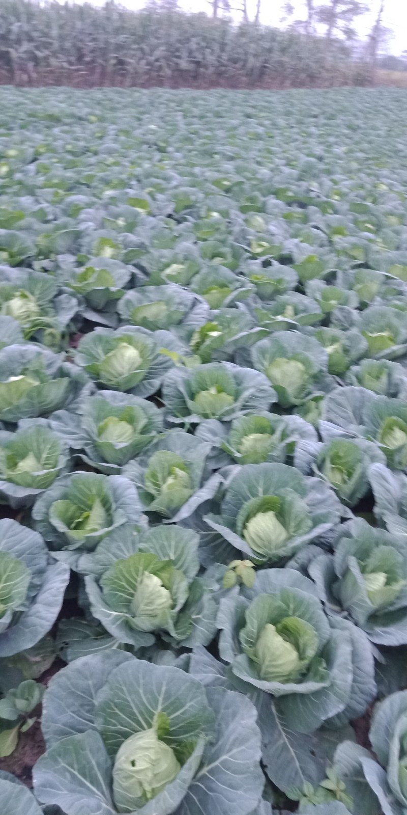 【推荐】甘蓝基地有需要的可以叫我，货源多品质好，可以长期供货