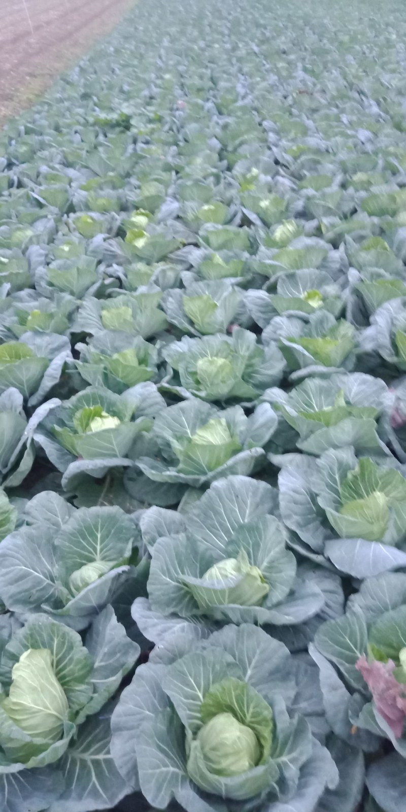 【推荐】甘蓝基地有需要的可以叫我，货源多品质好，可以长期供货