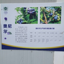 蓝莓，品种奥尼尔，果大口味好