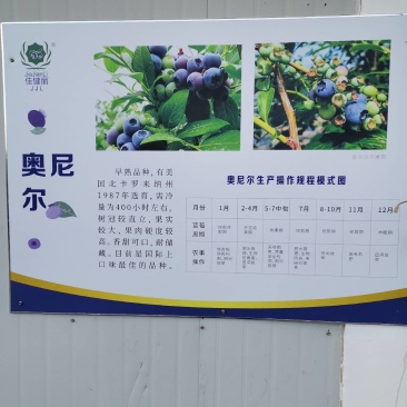 蓝莓，品种奥尼尔，果大口味好