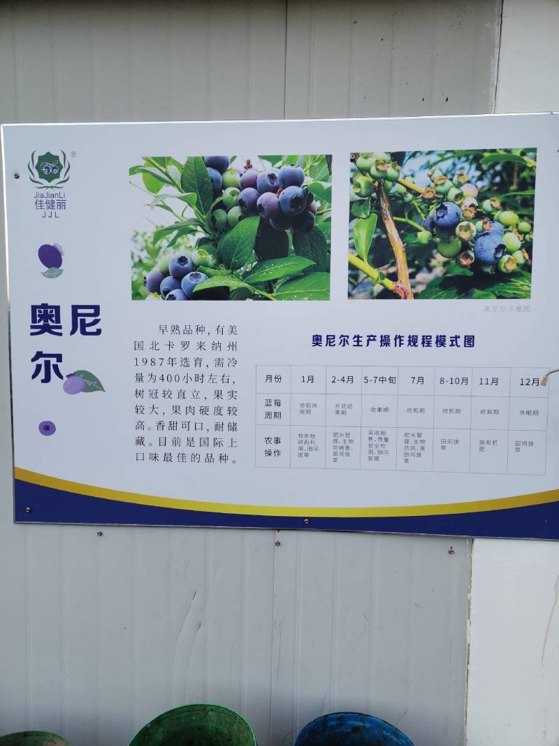 蓝莓，品种奥尼尔，果大口味好