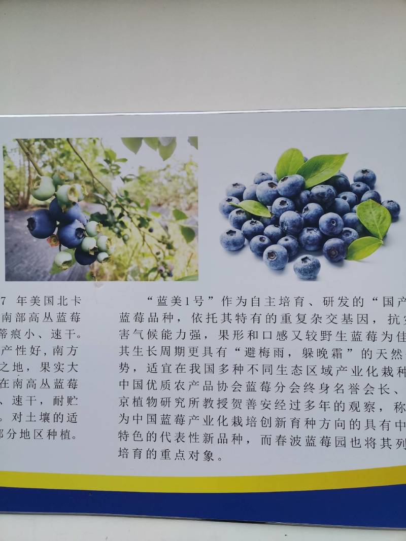 蓝莓，品种奥尼尔，果大口味好