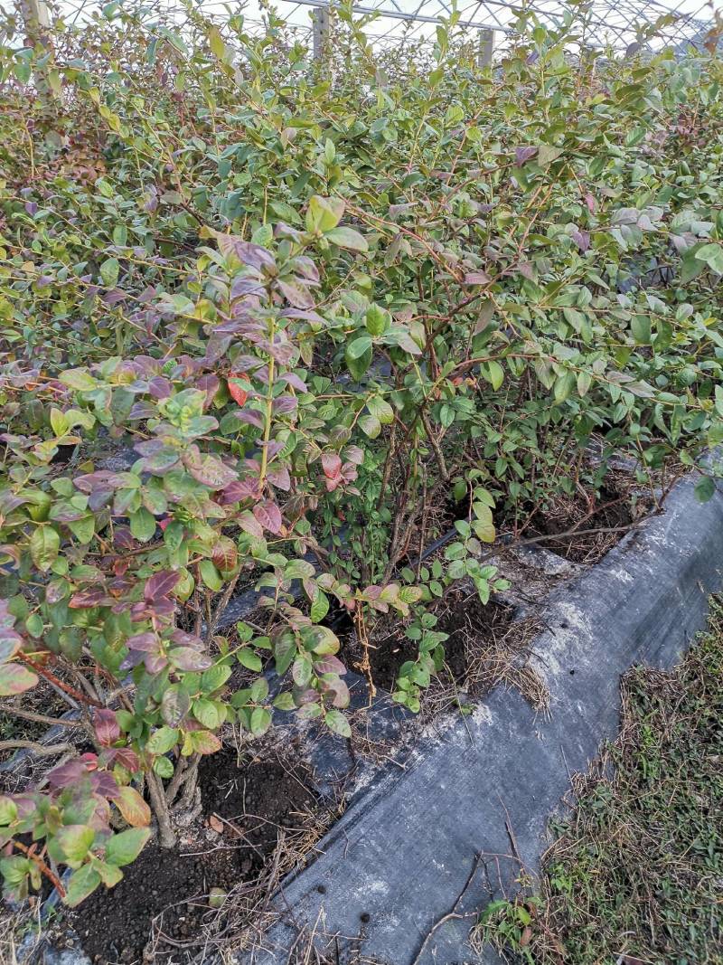 蓝莓，品种奥尼尔，果大口味好