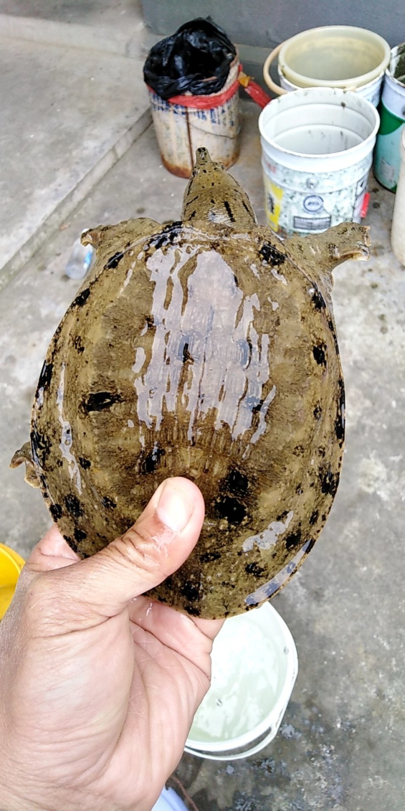 生长在乡街小道里的河沟货有好水草好土质长出来的鱼也好