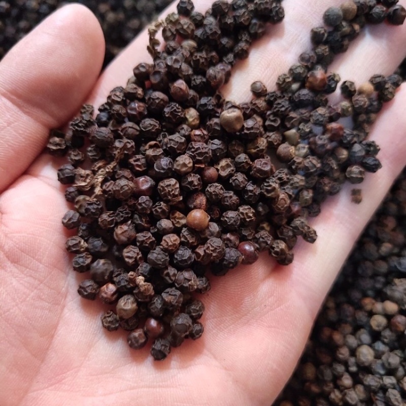 黑胡椒大料黑胡椒实物拍摄保庆药材批发黑胡椒