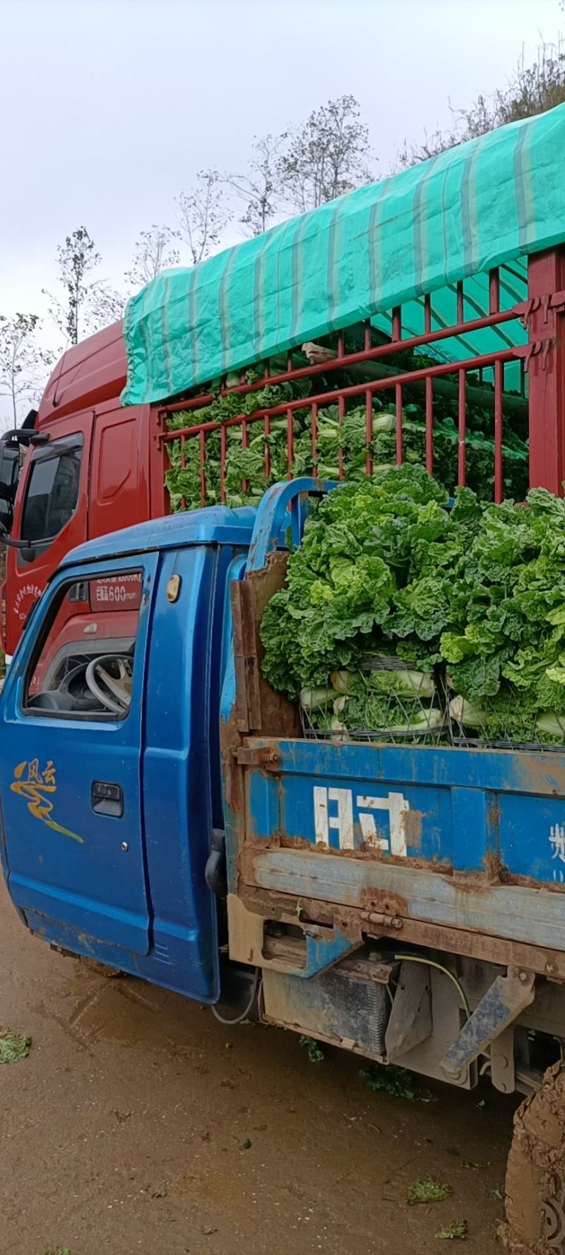如果可以，可以长期供应，想要什么品种？什么菜多大多重