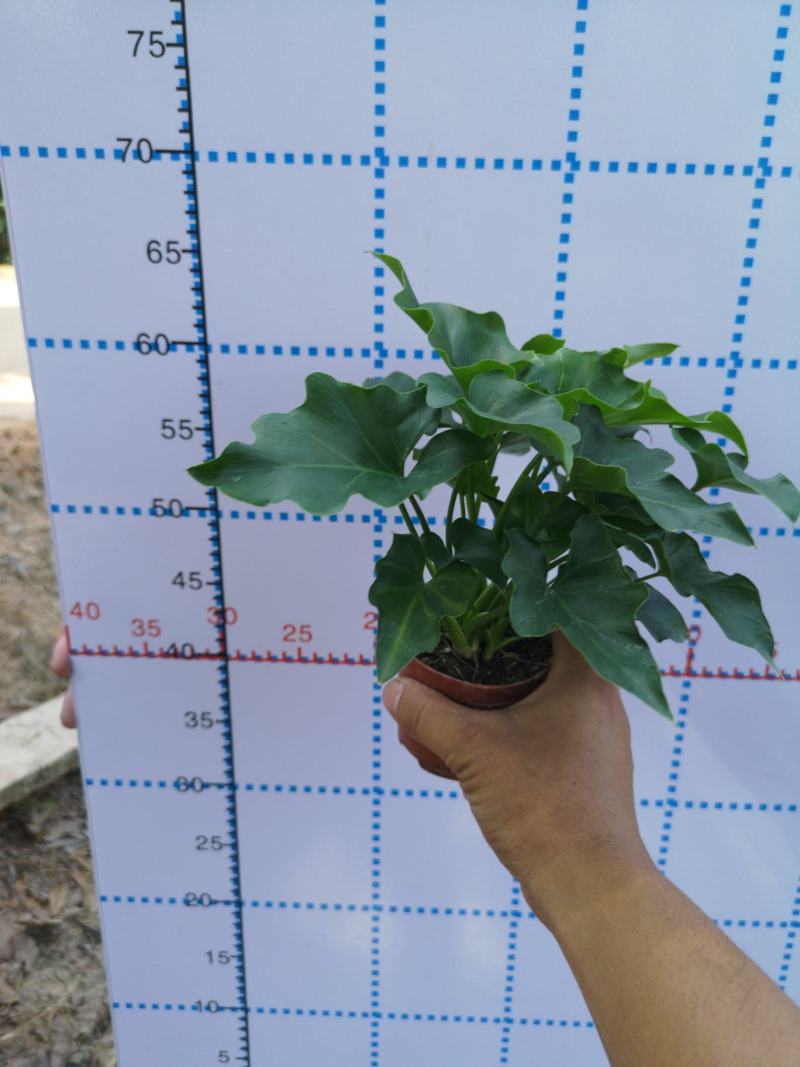 希望蔓绿绒源头厂家自产自销基地整箱批发
