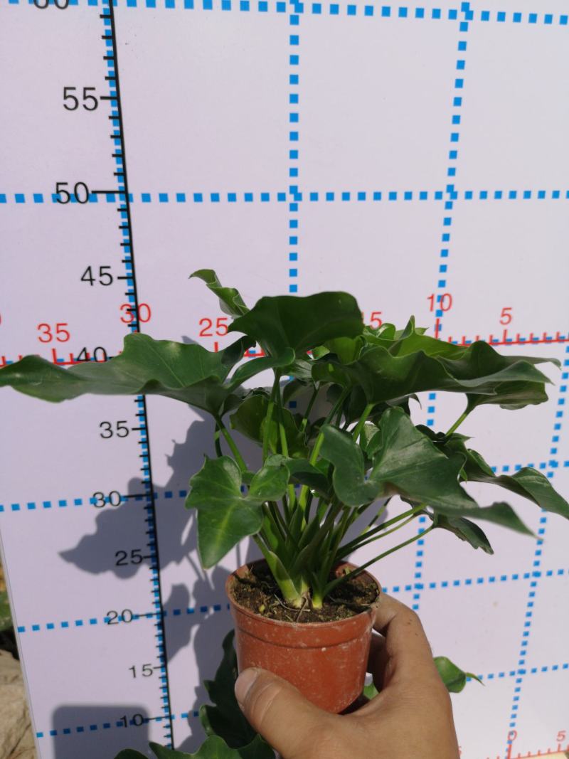 希望蔓绿绒源头厂家自产自销基地整箱批发