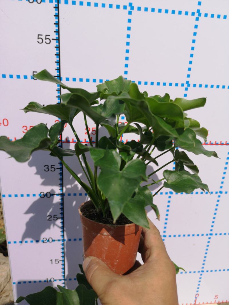希望蔓绿绒源头厂家自产自销基地整箱批发