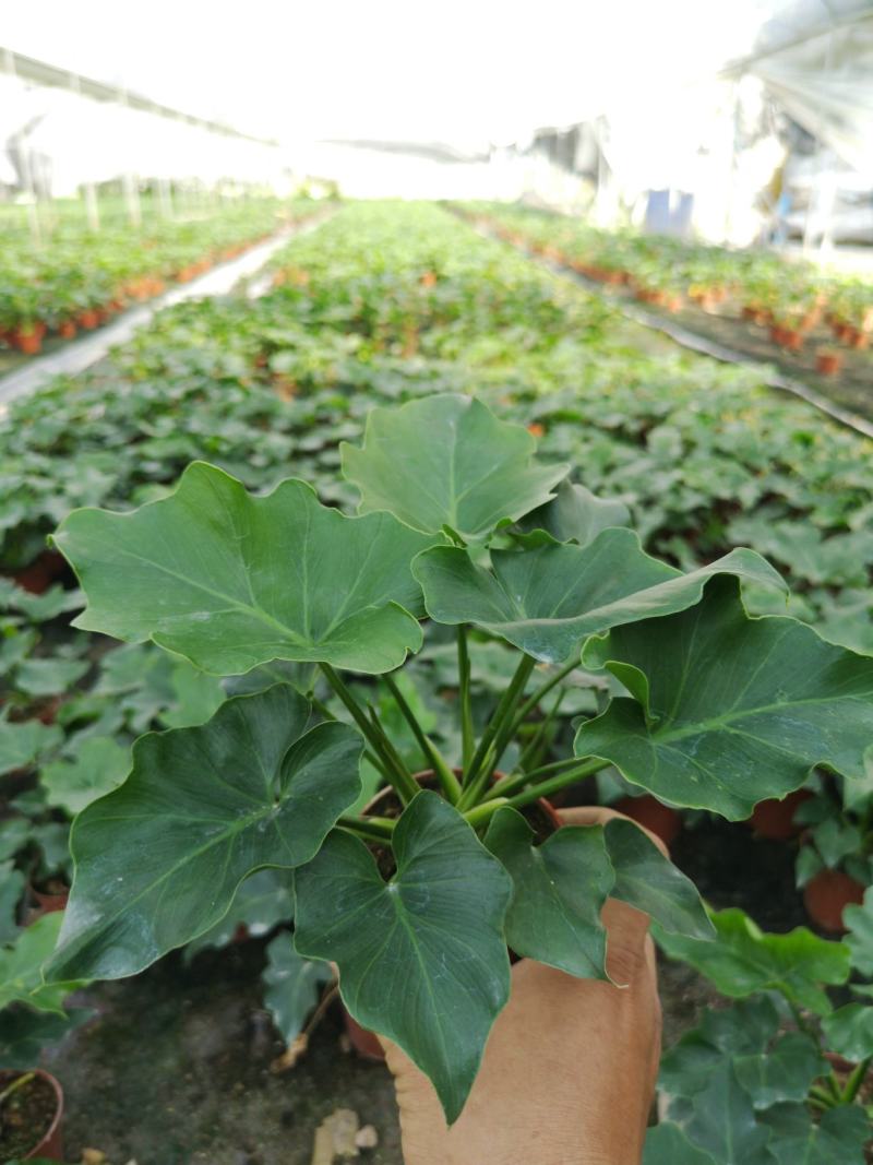 希望蔓绿绒源头厂家自产自销基地整箱批发