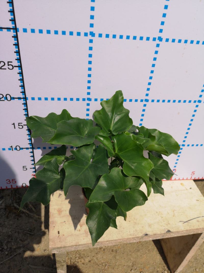 希望蔓绿绒源头厂家自产自销基地整箱批发