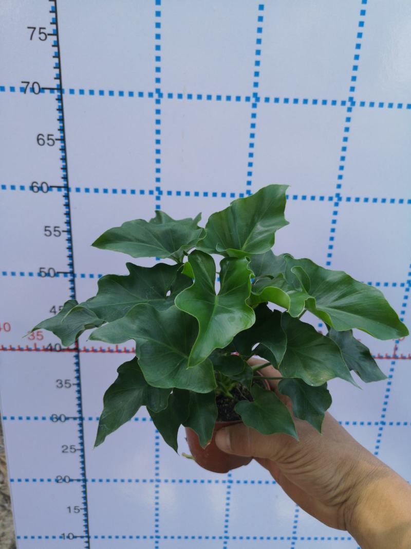希望蔓绿绒源头厂家自产自销基地整箱批发