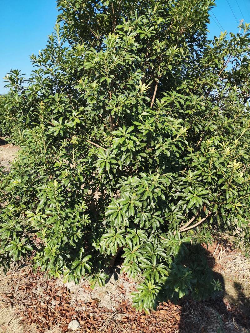 慈溪市荸荠种杨梅树，绿化工程杨梅树