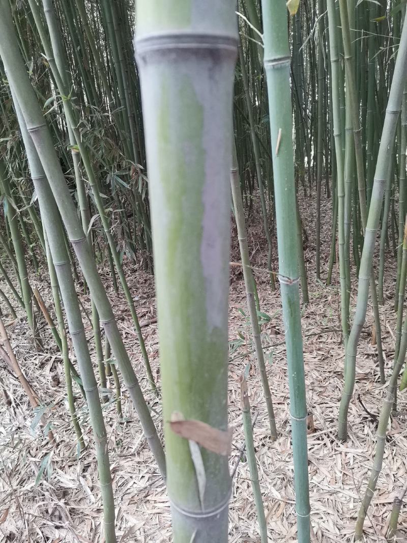 竹子大棚竹支撑杆棚架竹产地知乎欢迎选购！