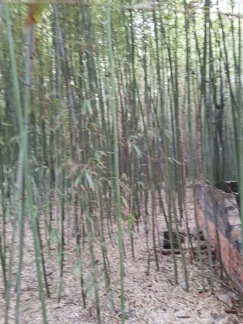 竹子大棚竹支撑杆棚架竹产地知乎欢迎选购！