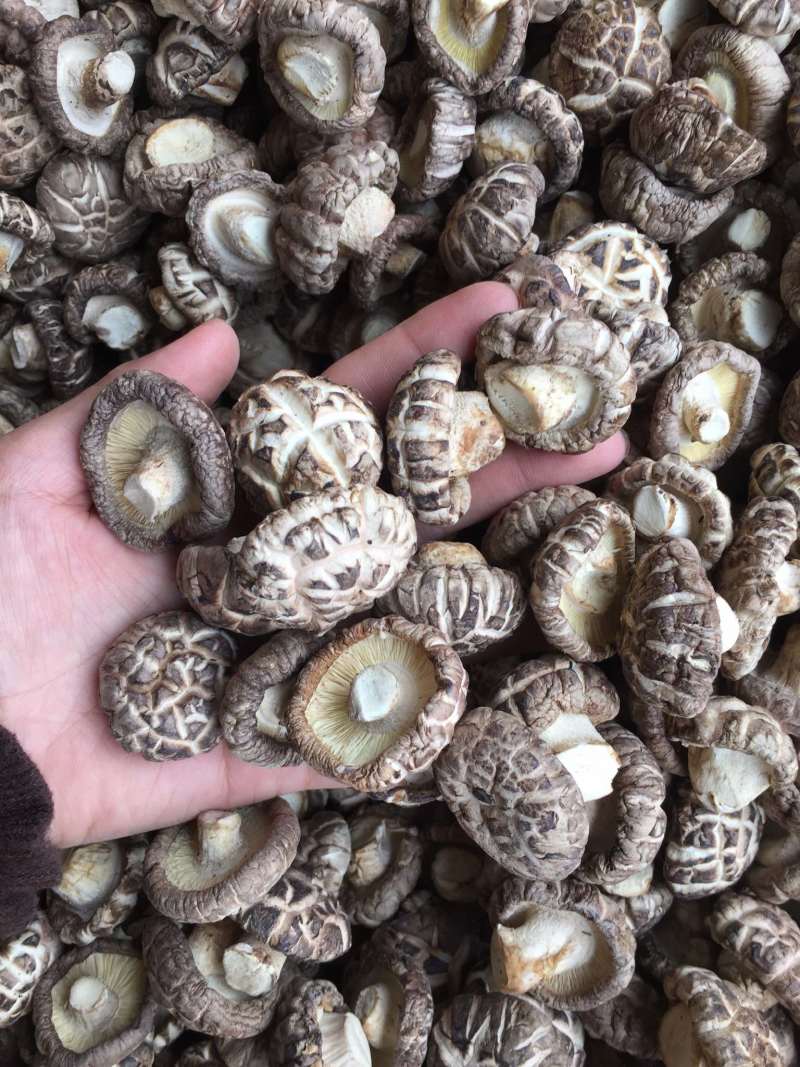 花菇干货新货上市肉厚冬菇短脚产地直营店批发一手货源有货