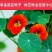 旱金莲种子旱荷垂吊爬藤盆栽四季种易活室外花卉花种