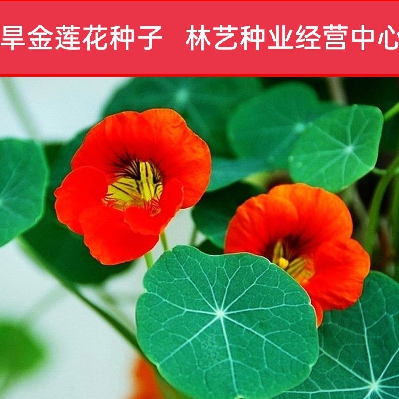 旱金莲种子旱荷垂吊爬藤盆栽四季种易活室外花卉花种