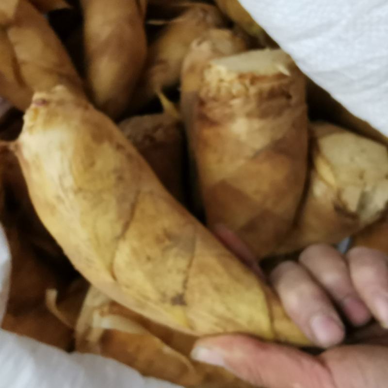 冬笋湖南冬笋新鲜竹笋本地冬笋野生深山新鲜