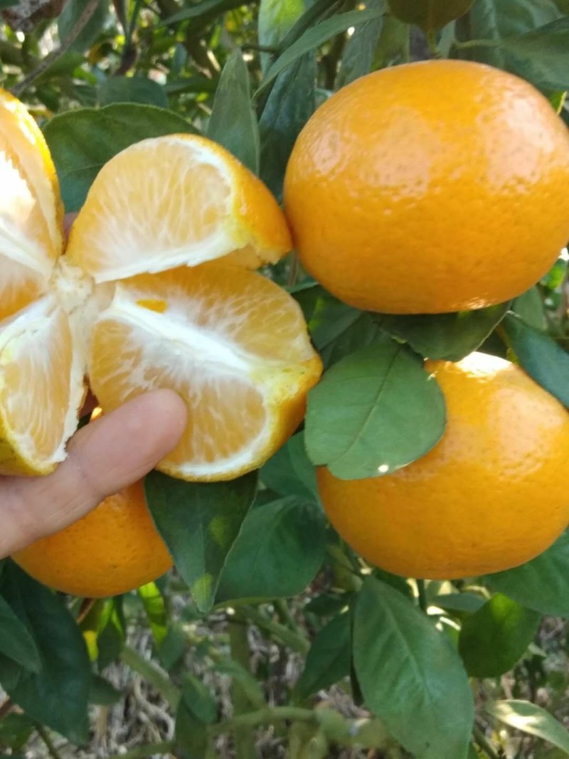 粤北山区皇帝柑大量上市了清甜爽口多汁吃了不上火！