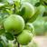 嫁接澳洲青苹果树苗，南北方种植庭院种植，当年结果盆栽地栽